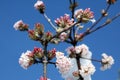 Viburnum x bodnantense Ã¢â¬ËDawnÃ¢â¬â¢